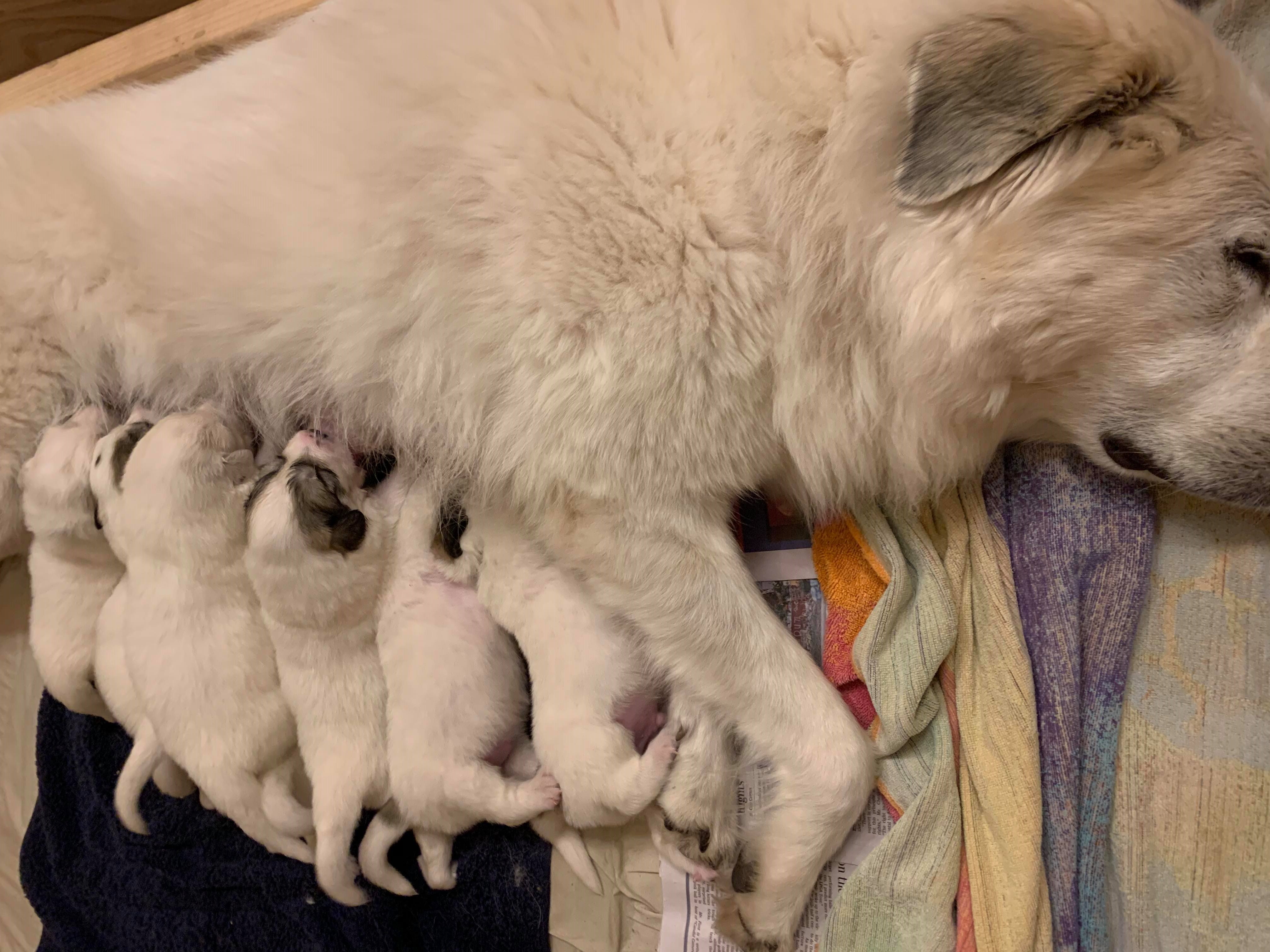 Sugar having puppies